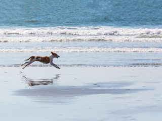 Urlaub mit Hund